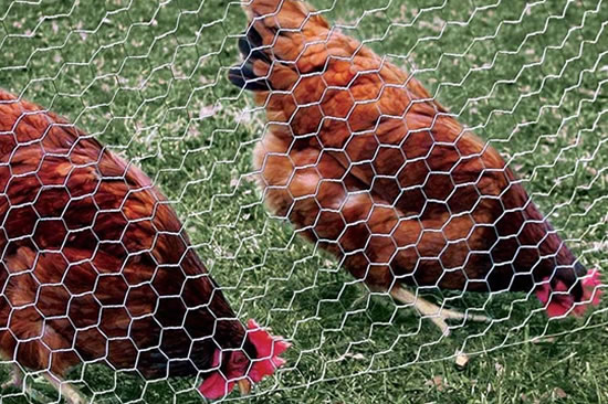 Poultry coop and pen wire netting