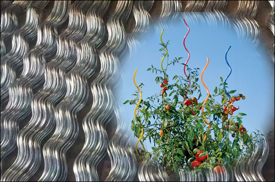 Self gripping twisted Wire for Tomato Growth Support